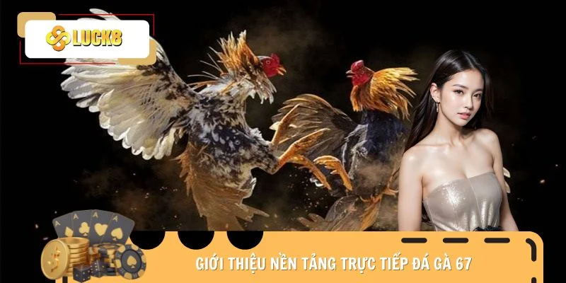 Giới thiệu nền tảng trực tiếp đá gà 67